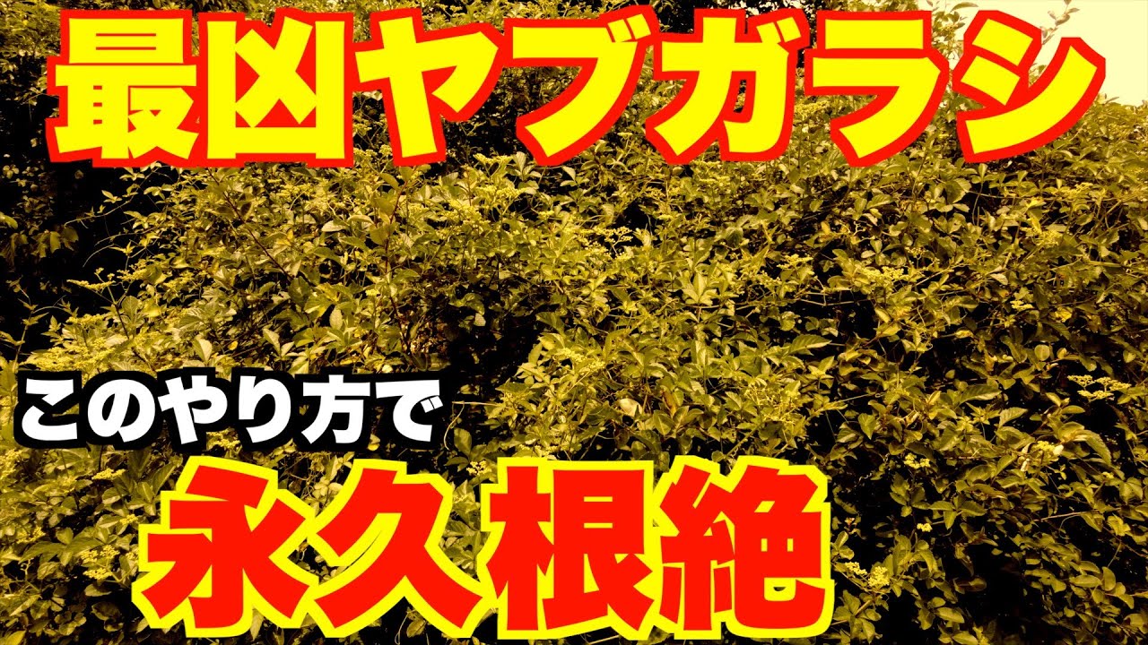 【ヤブガラシ】今回は実践編！根茎まで枯らせて永久根絶