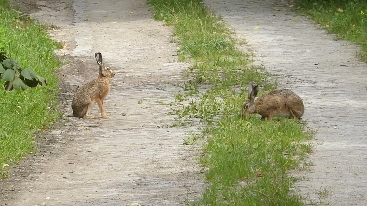 Die zwei Hasen am Waldrand