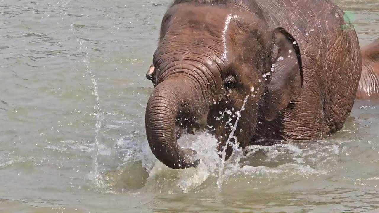 Четырехлетняя трансформация слонёнка Чабы в Elephant Nature Park — ElephantNews