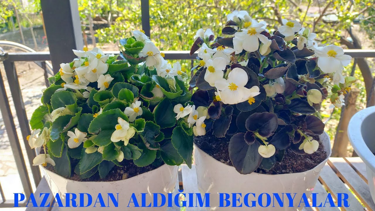 Pazardan Aldığım Begonyalar/Begonya Bakımı