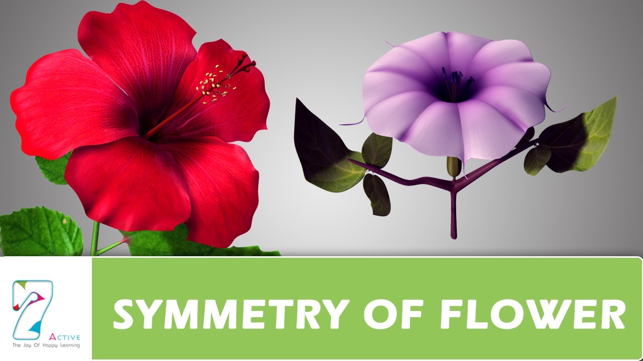 SYMMETRY OF FLOWER