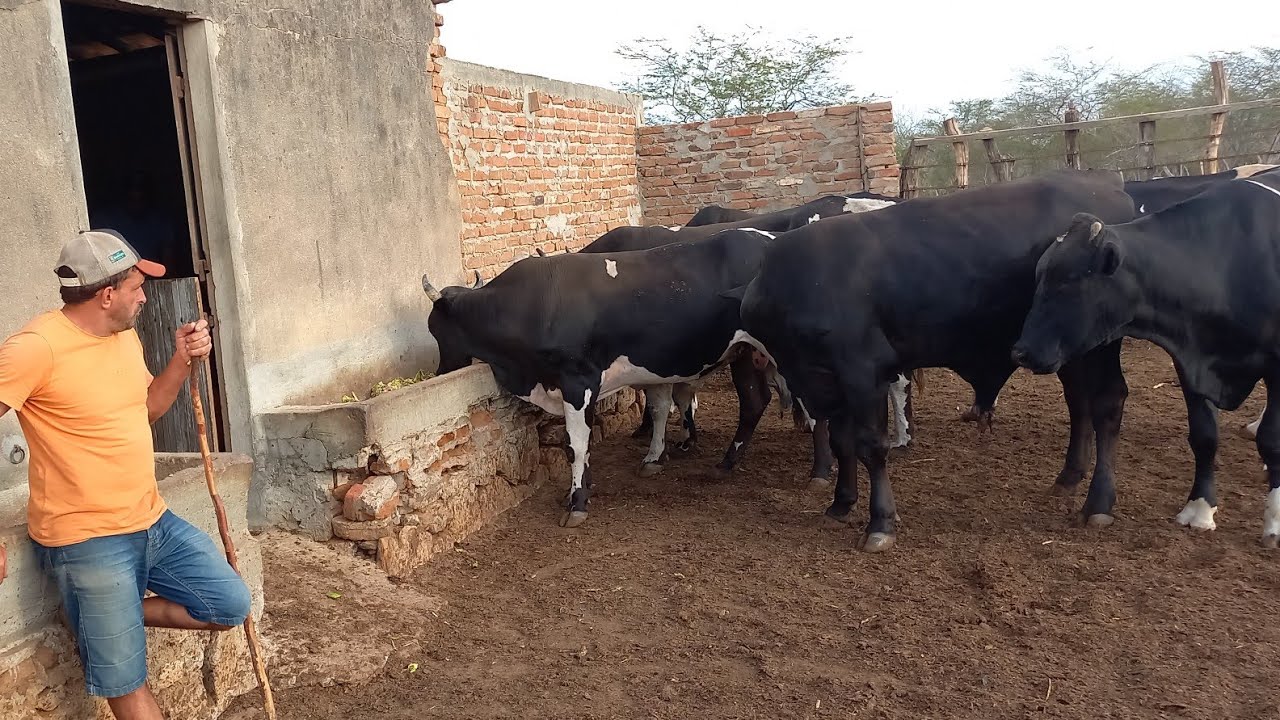 VEJA A LUTA DIÁRIA DE JOCA ALIMENTANDO A BOIADA NO CARIRI PARAIBANO 