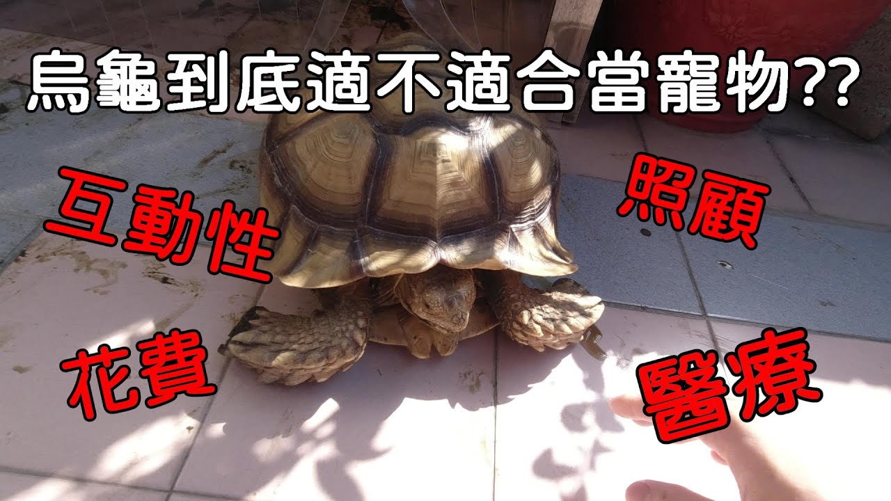 互動性!!花費!!照顧!!烏龜是好寵物???【九桃分享養爬蟲-《Reptiles》】