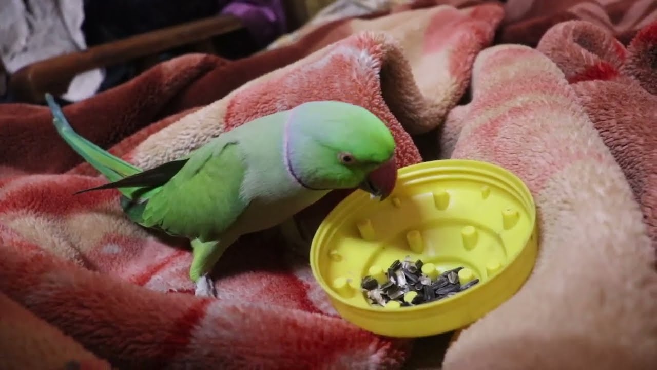 Beautiful talking parrot eating something