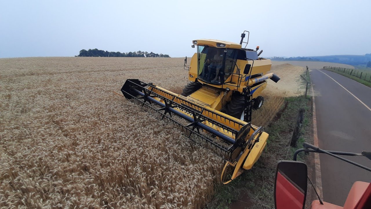 PRODUÇÃO DE TRIGO SURPREENDEU NESSA ÁREA. TBIO CALIBRE