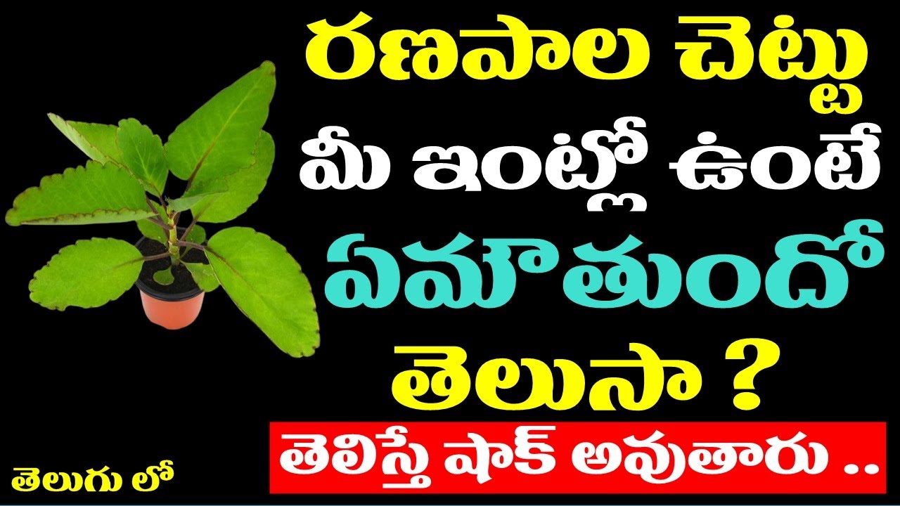 రణపాల చెట్టు మీ ఇంట్లో ఉంటే ఏమౌతుందో తెలుసా ? తెలిస్తే షాకవుతారు ! | Ranapala Plant At Home