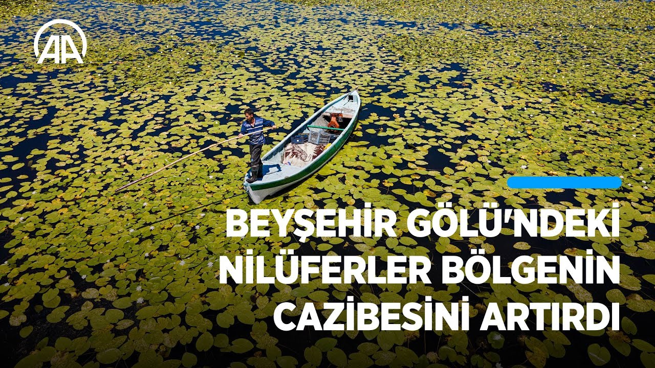 Beyşehir Gölü'ndeki nilüferler bölgenin cazibesini artırdı