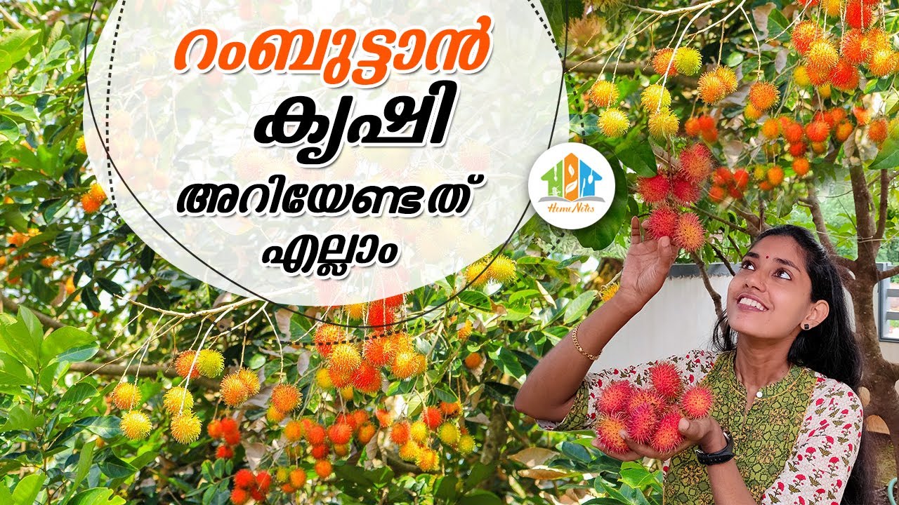 റംബുട്ടാൻ - തൈ select  ചെയ്യുന്നത് മുതൽ പഴം പറിക്കുന്നത്  വരെ | Rambutan Plant Caring & Growing Tips