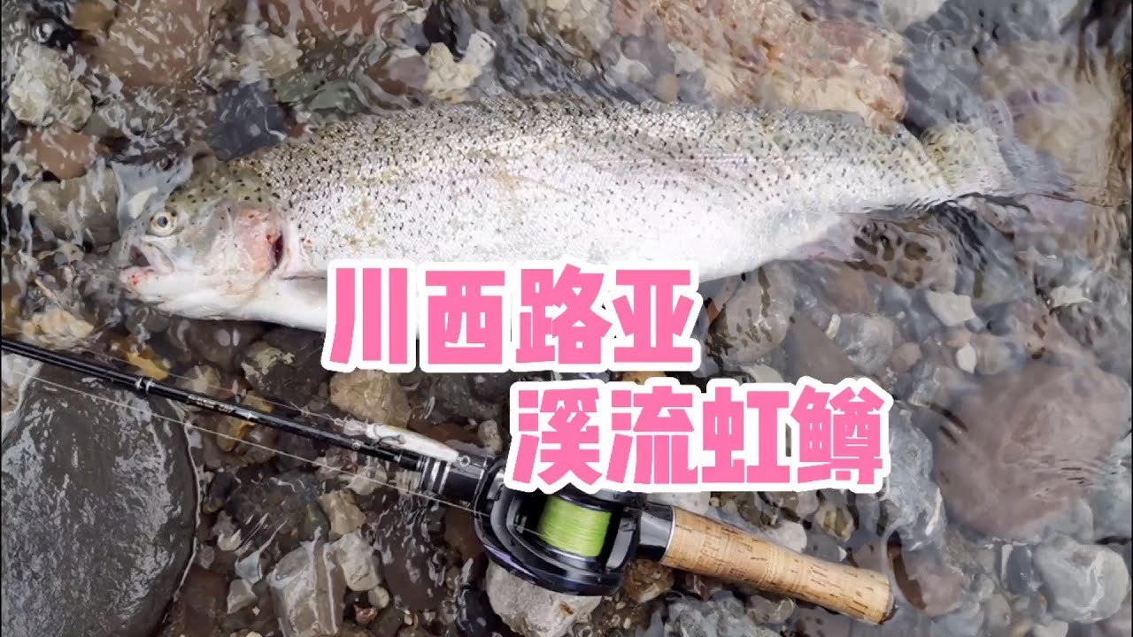 成都近郊就能钓到这么大体型虹鳟鱼？别不信，看光哥带你玩 Rainbow trout fishing in Chendu,Sichuan Province