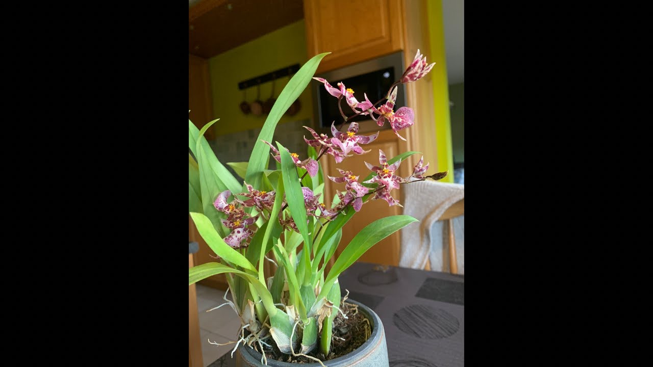 oncidium Orchids