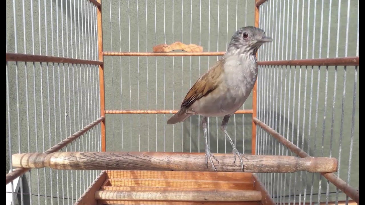 O MELHOR VIDEO DE CANTO DO SABIÁ DE 2023  THRUSH BIRD