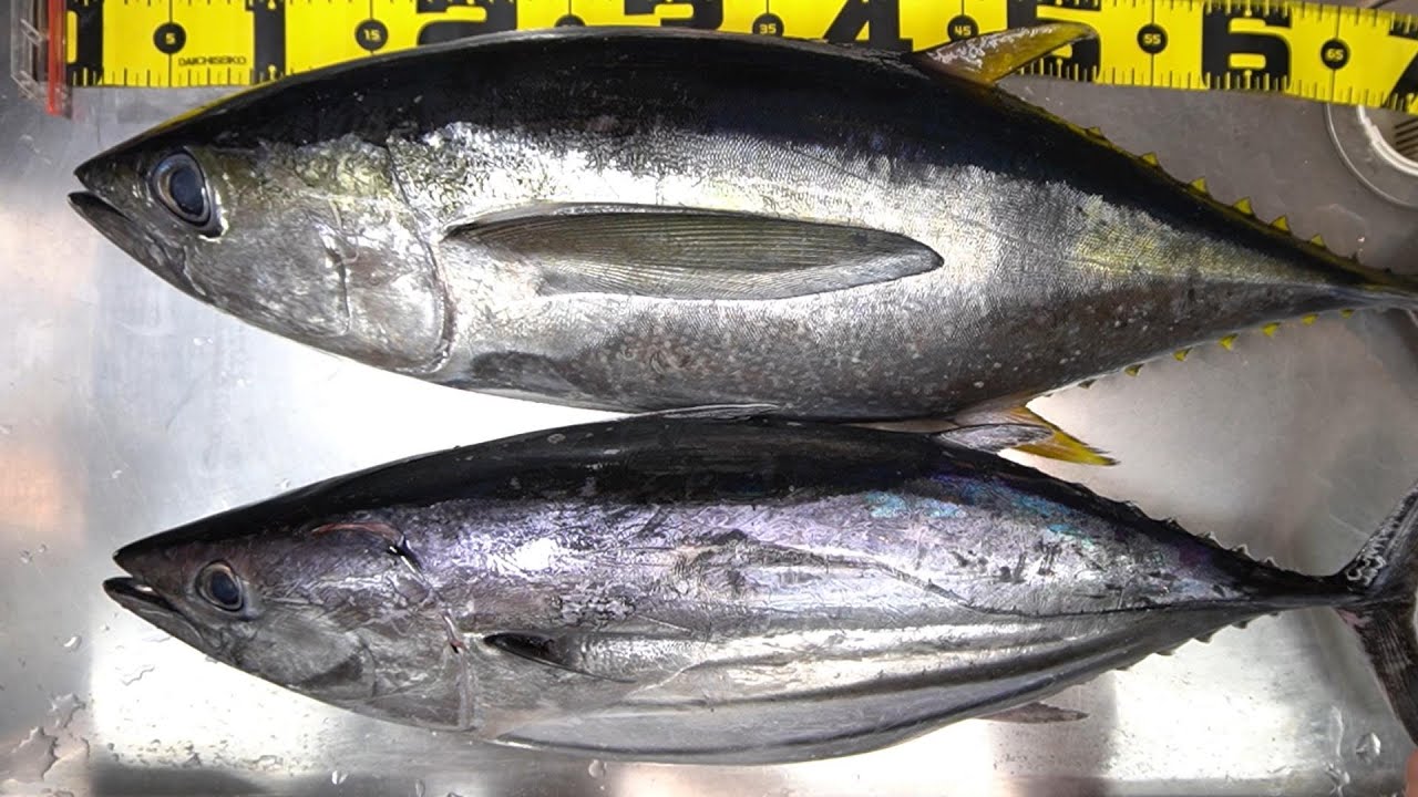 釣り人必見！キハダ・カツオのさばき方2021 11 01 闘龍丸マグロ・カツオ料理