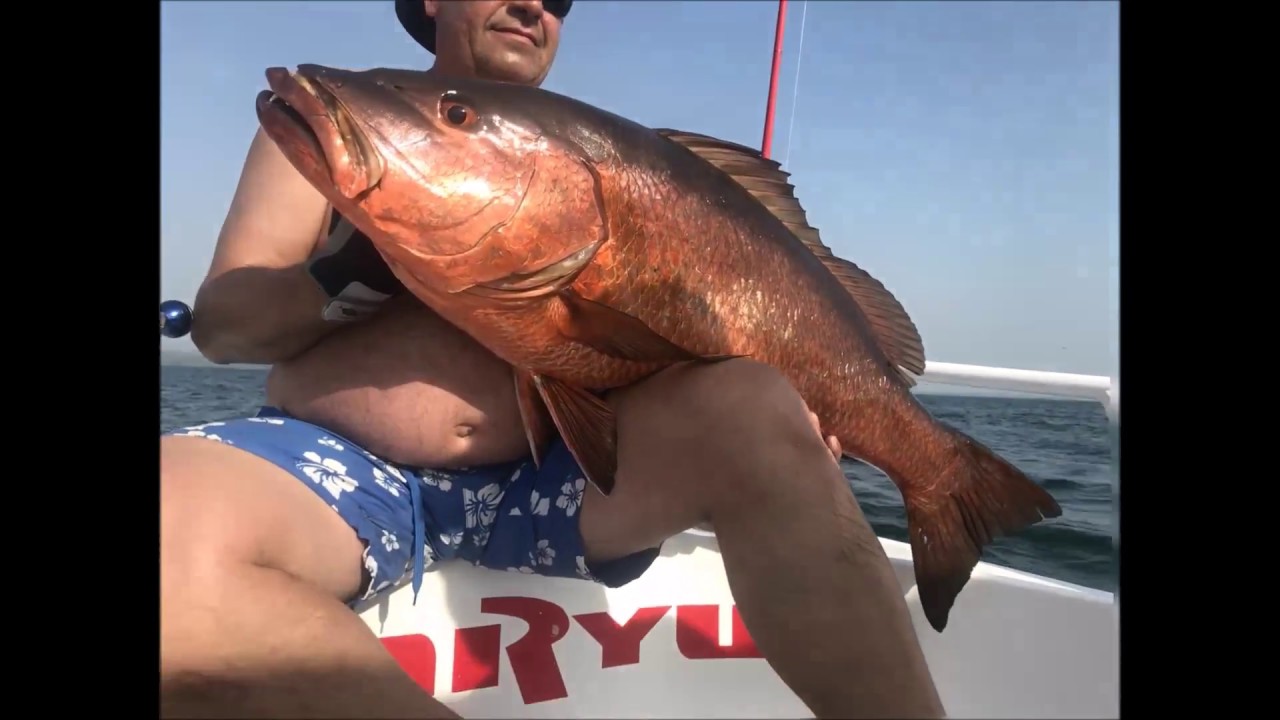 carpes   rouges et  mullets  snappers  du  panama  04 2017 you  tube  Mon film