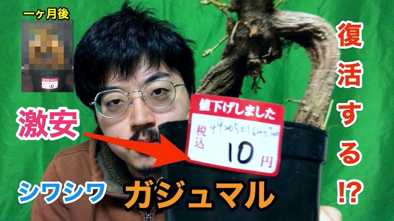 シワシワの10円ガジュマルを復活させたい男。[植物の世界]