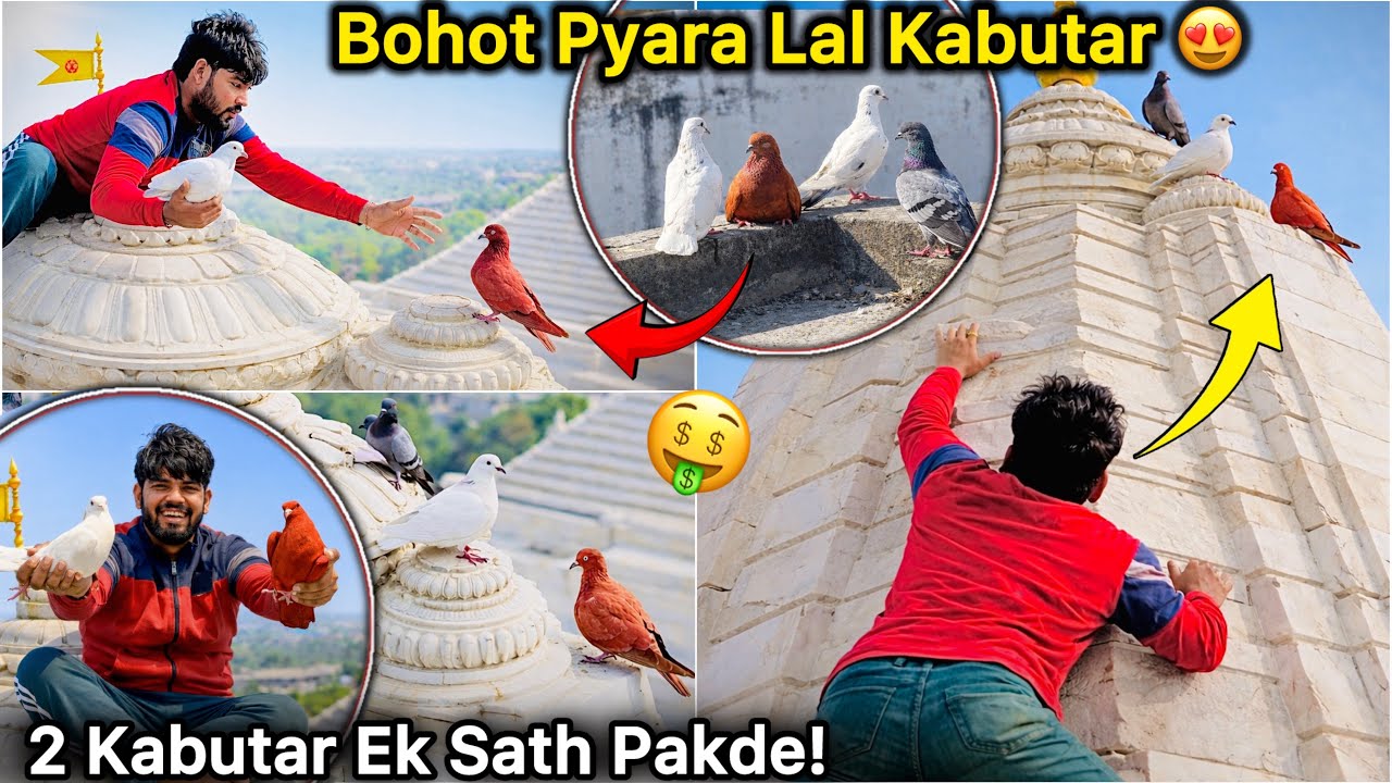 Mandir Se 2 Kabutar Pakde 😱 || Bht Chalak Lal kabutar 🕊️