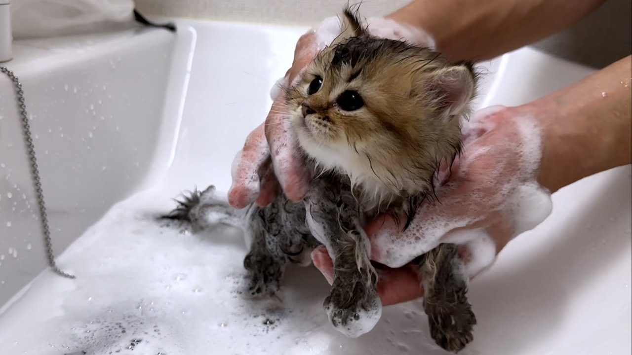 Lili's kittens tried their first bath and it was amazing!