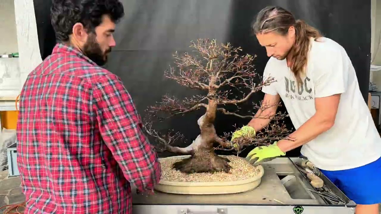 Acer palmatum da Murakawa🇯🇵