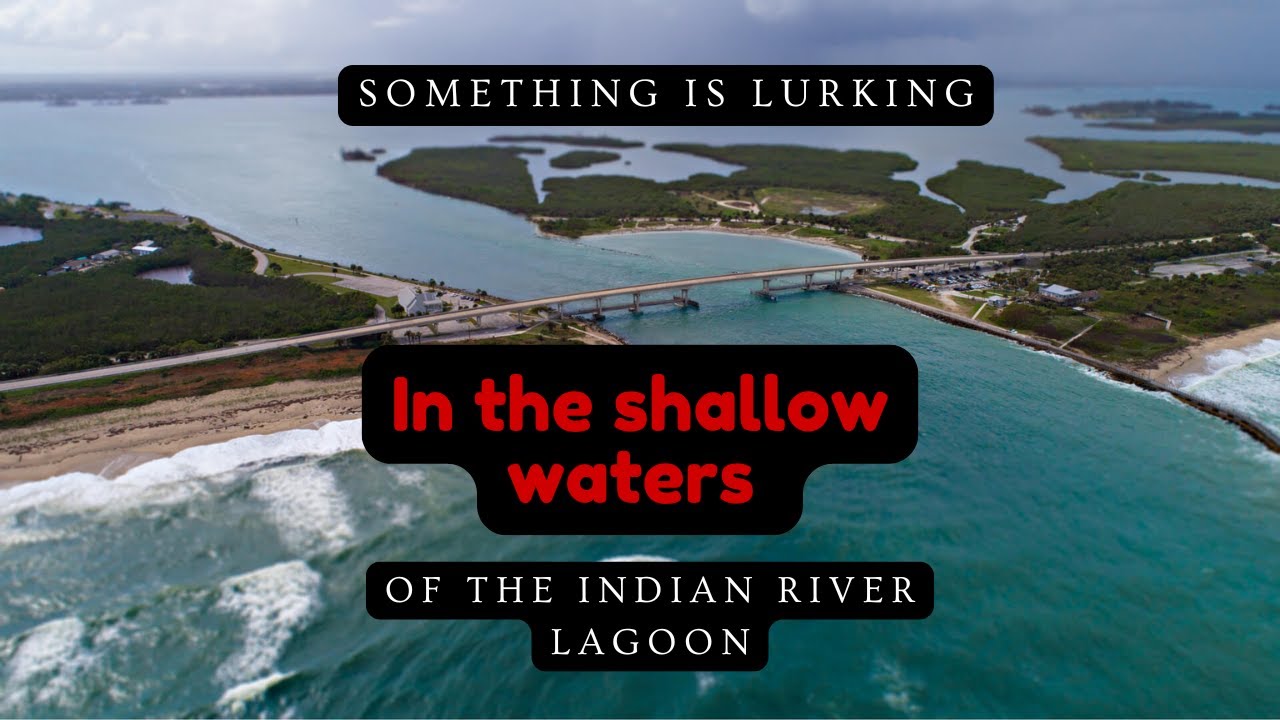 Something is Lurking In the Shallow waters of The Indian River Lagoon