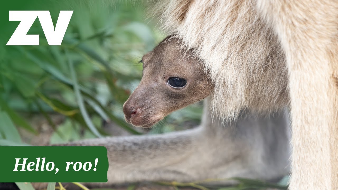 A new face in our Kangaroo Island Kangaroo mob