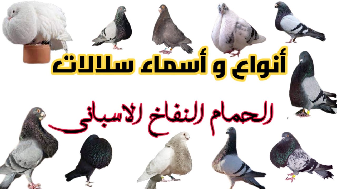 أنواع و أسماء سلالات الحمام النفاخ الاسباني