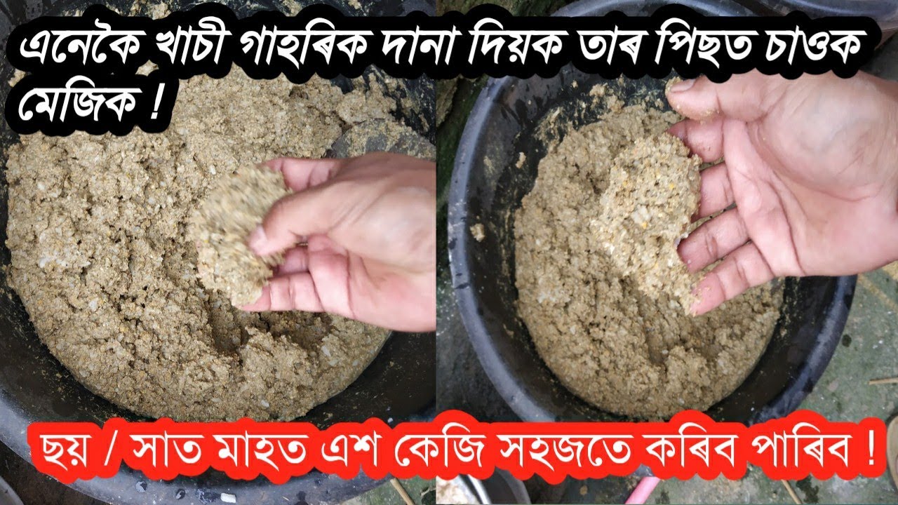 খাচী গাহৰিক কেনেকৈ দানা দিব ? pig farm in assam / pig farm assam