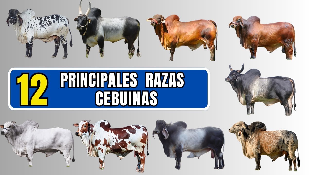 12 razas cebuinas más importantes dentro del ganado cebú