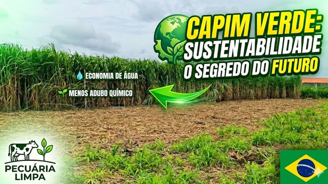 SUSTENTABILIDADE DO CAPIM NO RANCHO