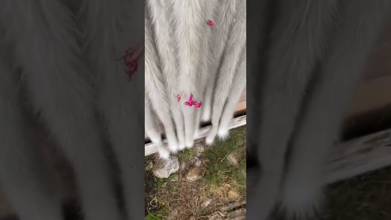 Monkey tail cactus with many tails and so soft