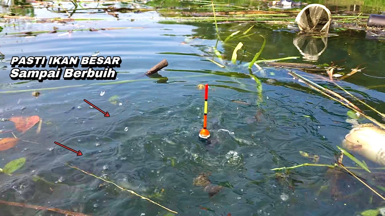 NEKAT..!Mancing di sungai saat hujan ternyata ikan nila besar yang makan