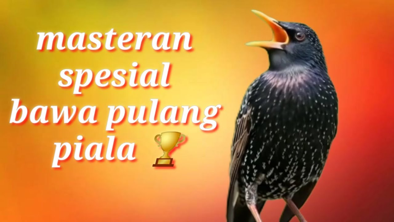Masteran Burung Juara Lapangan | Suara Tajam & Kristal!