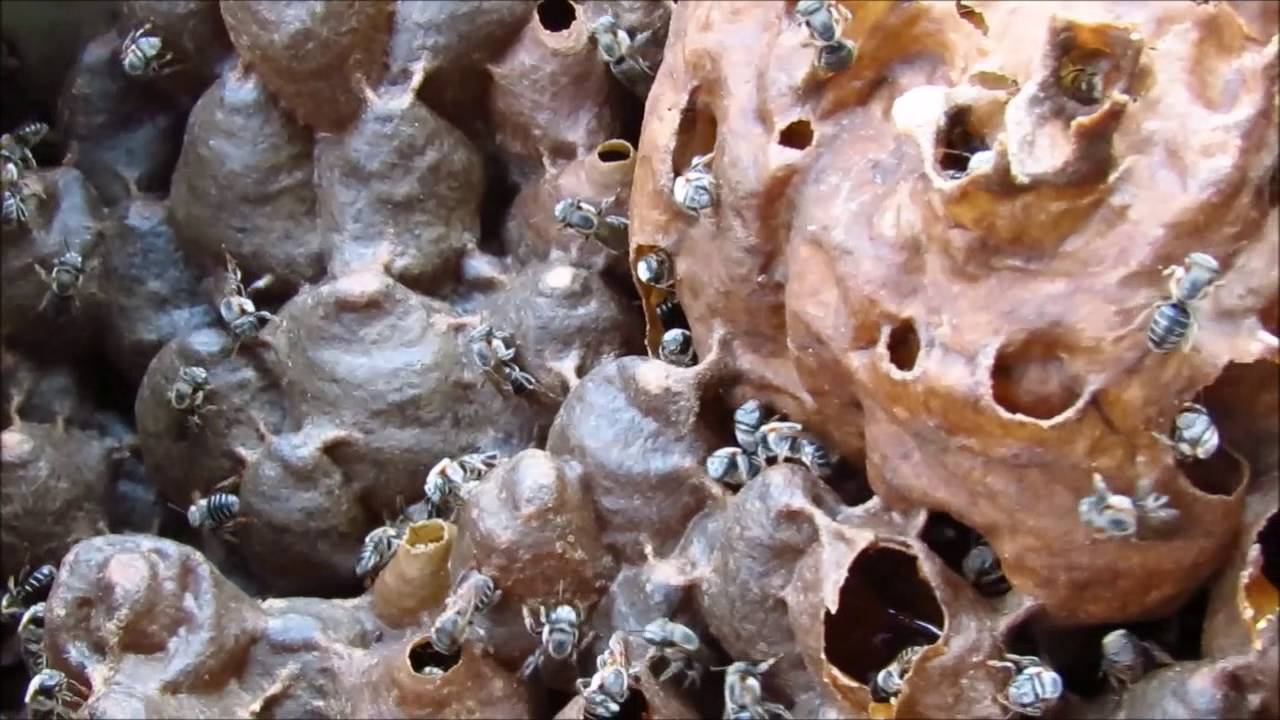 ABELHA TIÚBA, MELIPONÁRIO RECANTO DA URUÇU