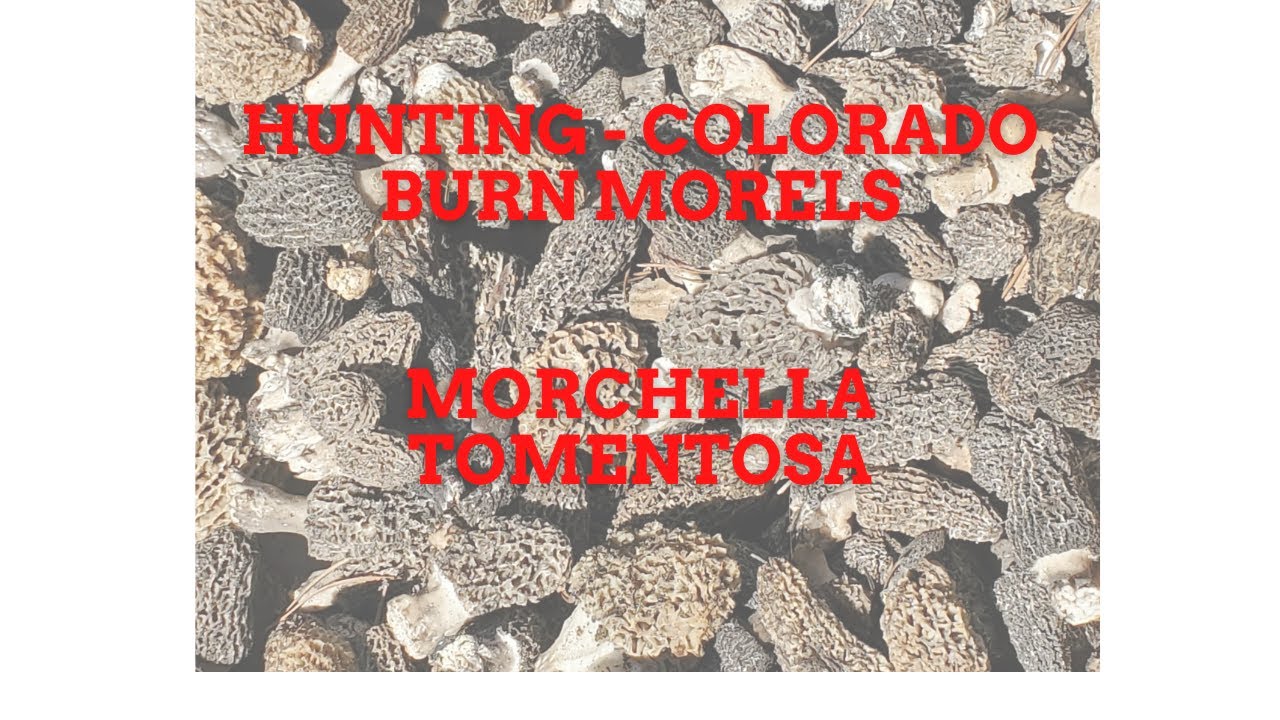 Hunting Colorado Burn Morels- Morchella Tomentosa