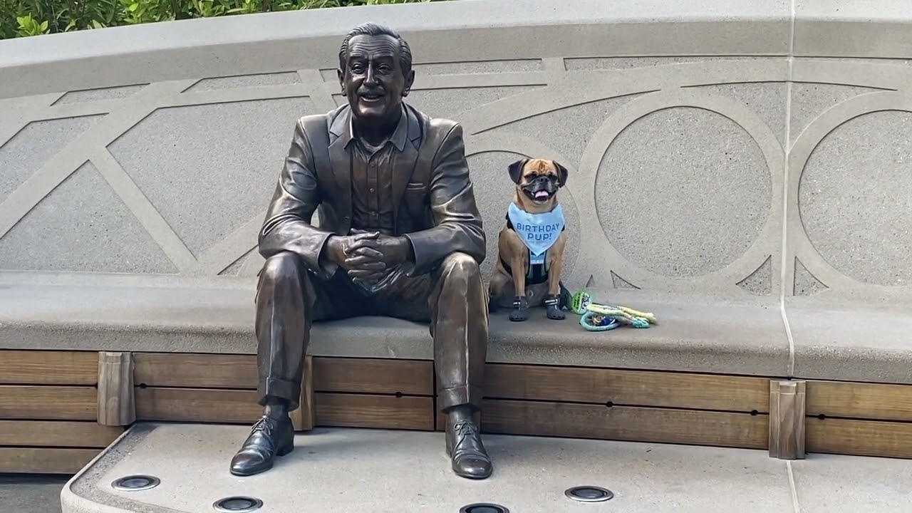 Ben Solo the Puggle's 4th Birthday Park Hopping Adventure at WDW!