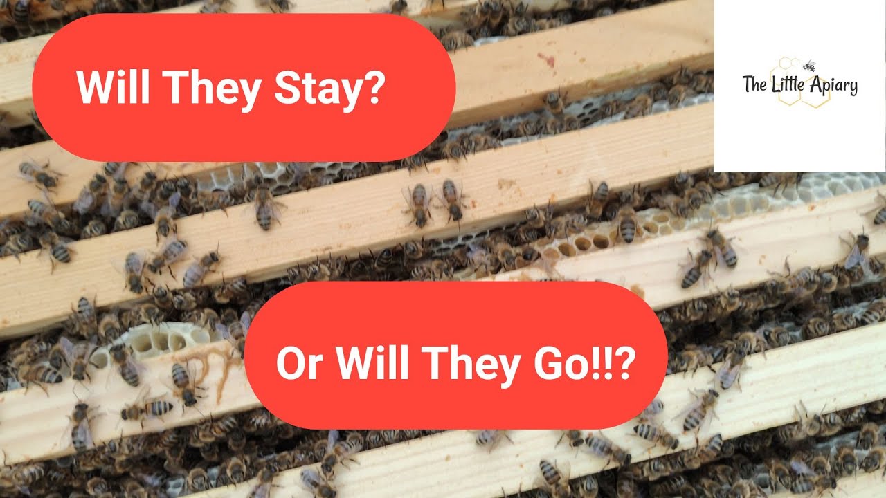 Can I Stop My Bees Swarming?