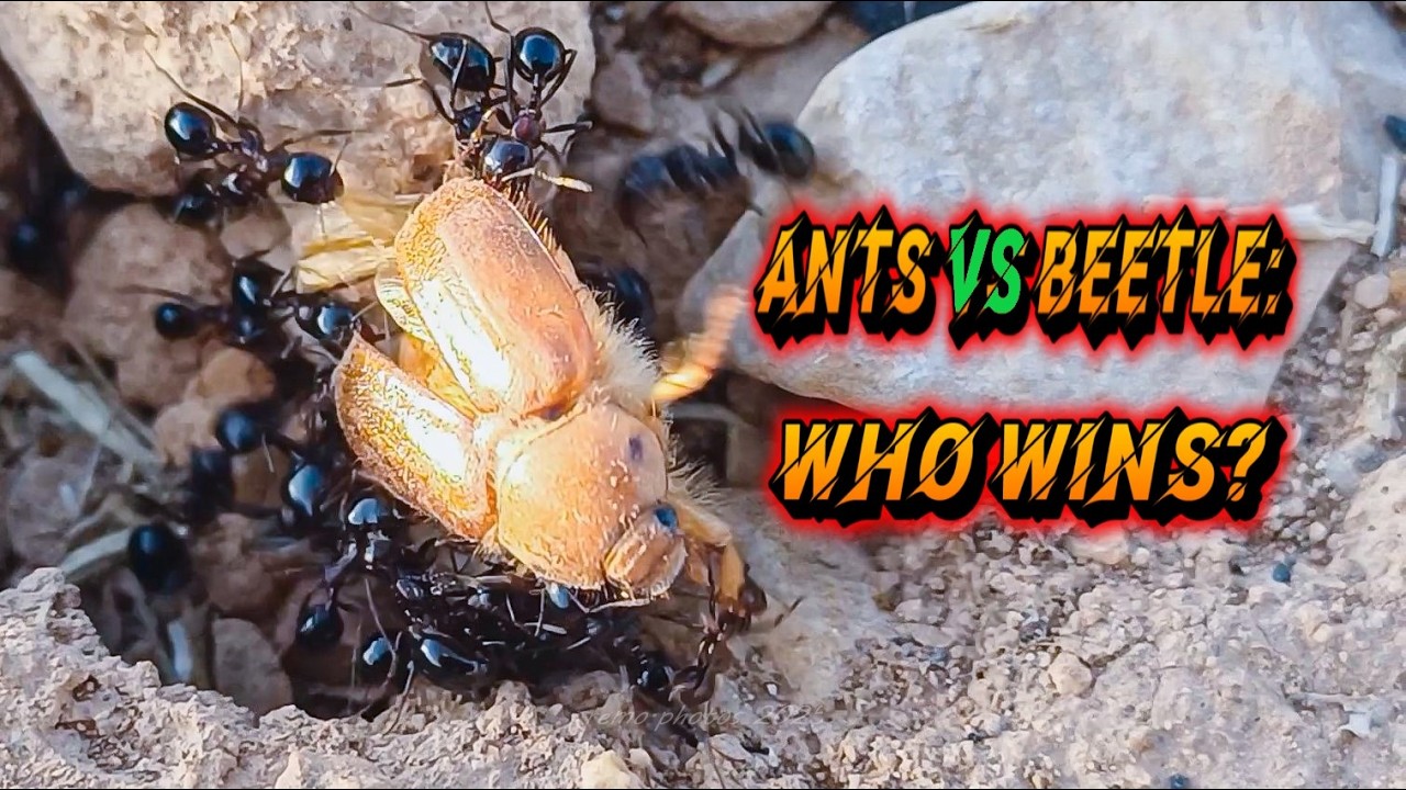 Epic Macro Battle: Black Ants vs Orange Beetle | Intense Nature Fight for Survival