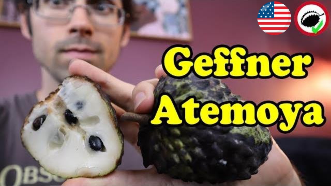 Geffner Atemoya - Weird Fruit Explorer Ep 344
