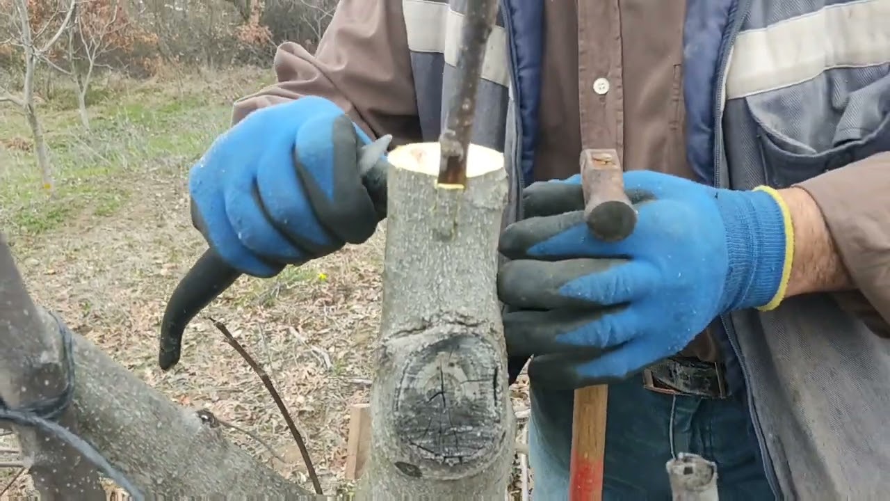 Ceviz aşılama.(Chandler)