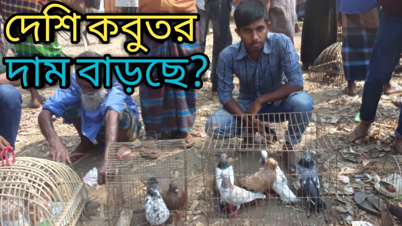দেশি কবুতরগুলোর দাম বাড়তেছে। পোড়াদিয়া বাজার। Kobutor bazar.