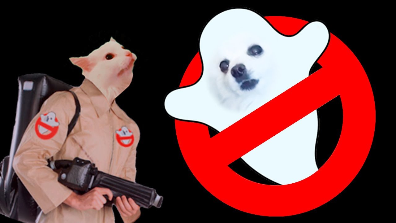 DOGBUSTERS