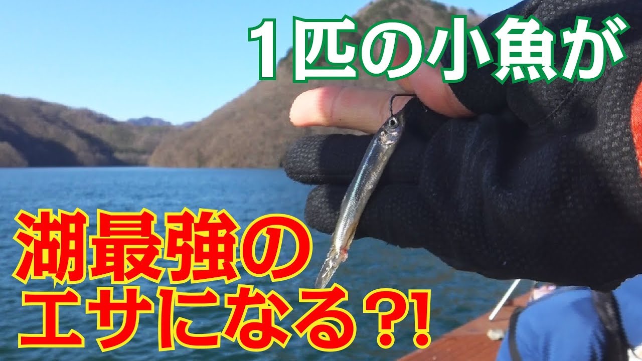 生きたワカサギをエサに泳がせ釣りをした結果…