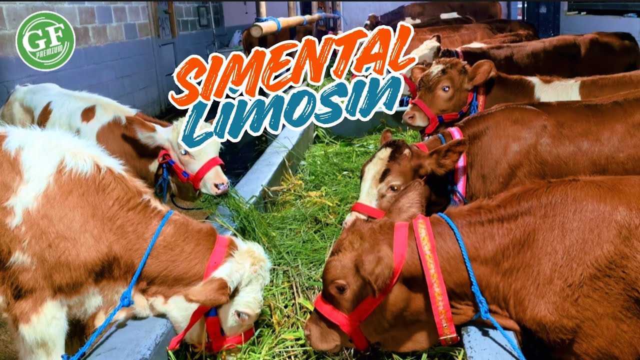 Review Harga Sapi Limosin, Simental, Belgian Blue Siap Kirim Jateng Jabar