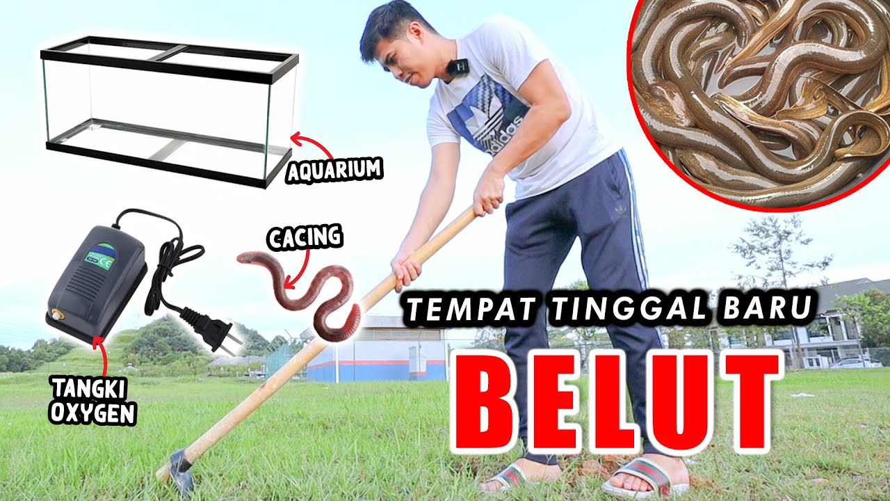 Bina Rumah Baru Untuk Belut! Tak Jadi Masak Terus Jadi PET !