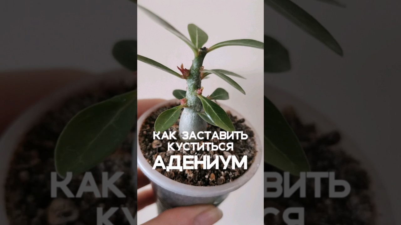 3 секрета толстых и пышных адениумов.