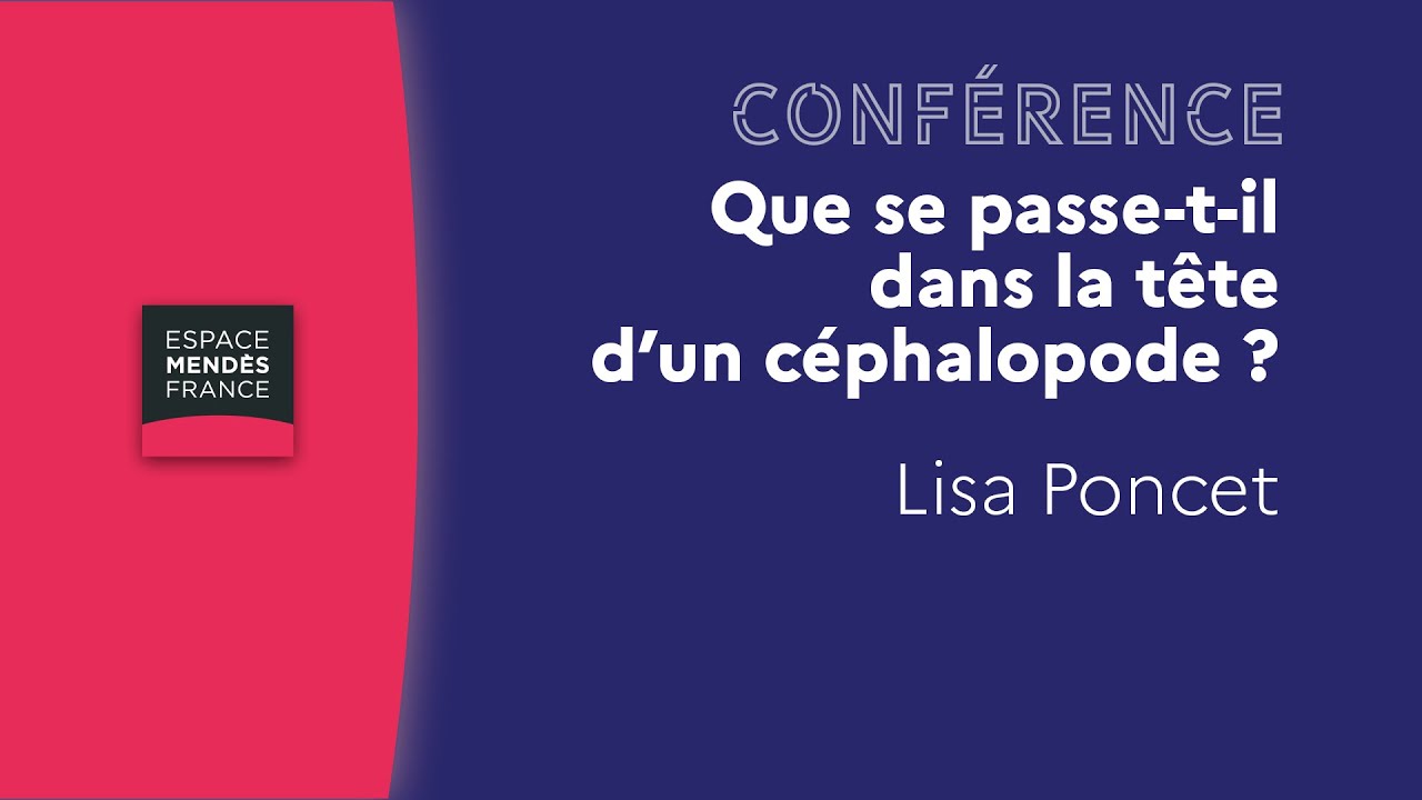 Que se passe-t-il dans la tête d’un céphalopode ? - Lisa Poncet