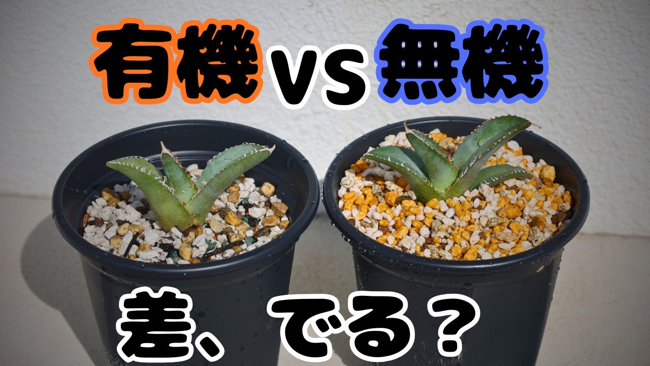 【検証開始】アガベ育成実験｜有機と無機で“形”は変わるのか？