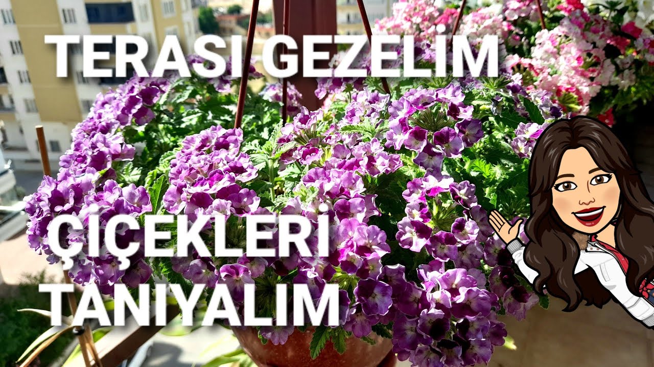 #mineçiçeği#verbenaçiçeği TERASI GEZELİM-ÇİÇEKLERİ TANIYALIM🙋🏻‍♀️⚘🌹❤#sakızsardunya#ceylangözü#388