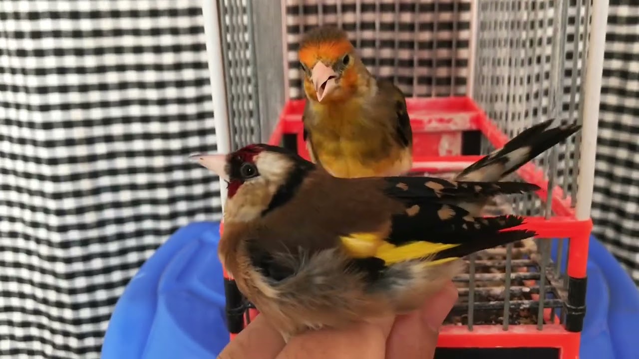 Mulet de chardonneret accoupl&eacute; la femelle de chardonneret / mule goldfinch X female of goldfinch
