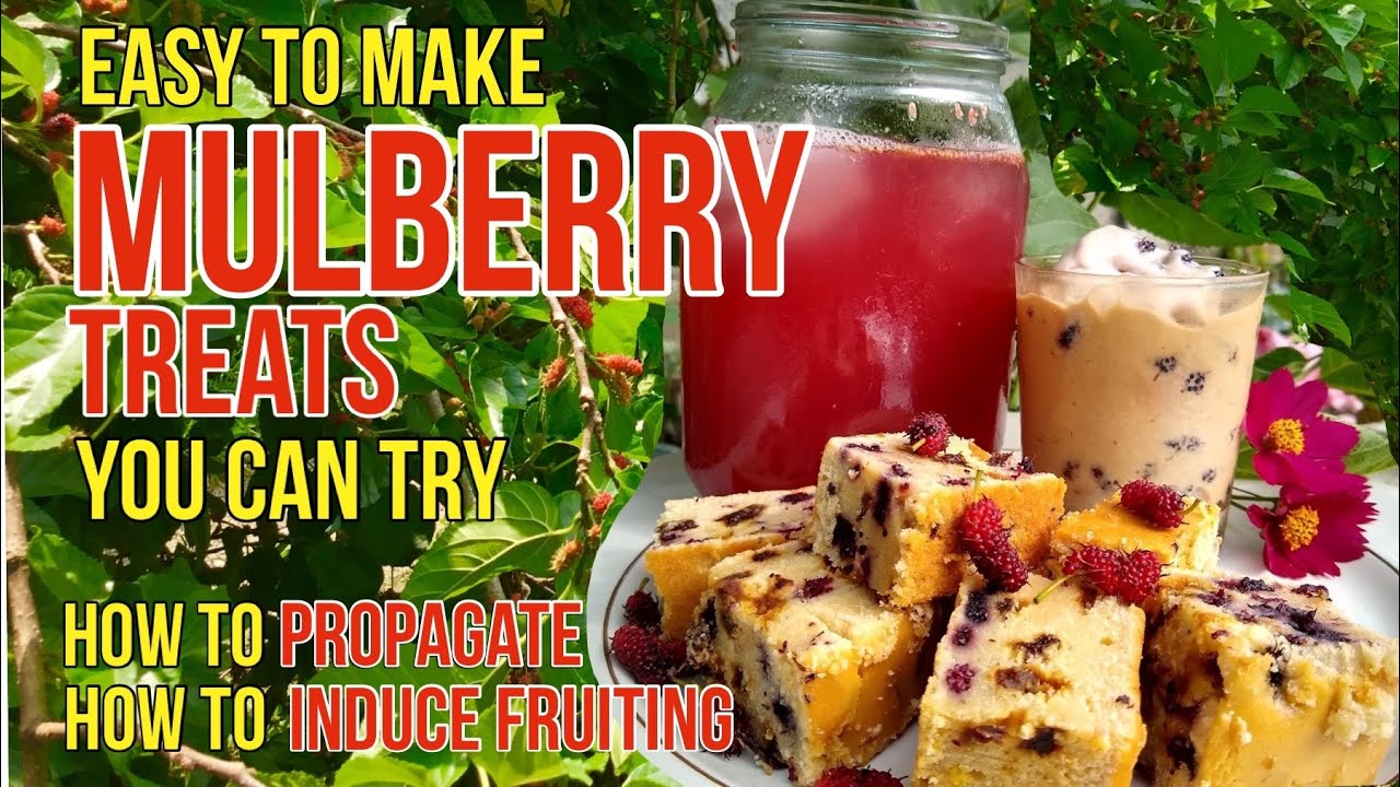 Easy to Make Mulberry Recipes | Mulberry Propagation Method | How to Induce Fruiting in Mulberry