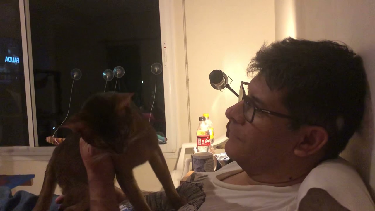 Affectionate Abyssinian cat. Gato abisinio cari&ntilde;oso