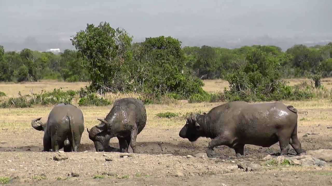 A Buffalo mud bath